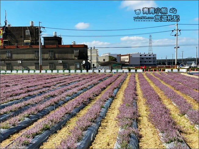 桃園景點》楊梅仙草花節~紫色仙草花田.一起漫步在浪漫的紫色花海中 @青青小熊*旅遊札記 桃園景點》楊梅仙草花節~紫色仙草花田.一起漫步在浪漫的紫色花海中 @青青小熊*旅遊札記