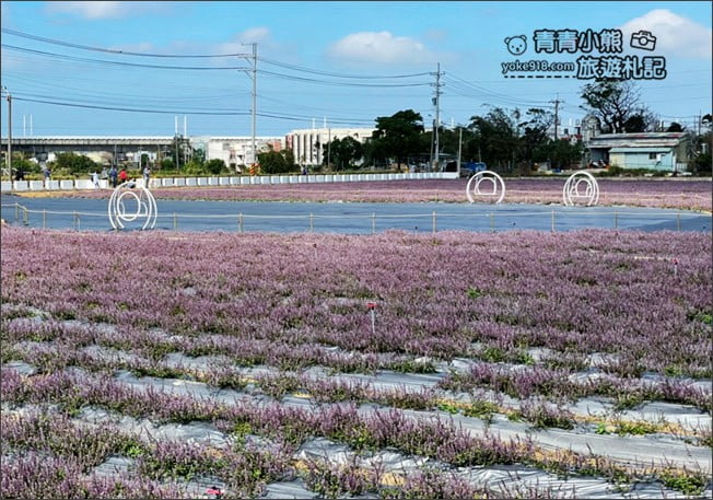 桃園景點》楊梅仙草花節~紫色仙草花田.一起漫步在浪漫的紫色花海中 @青青小熊*旅遊札記 桃園景點》楊梅仙草花節~紫色仙草花田.一起漫步在浪漫的紫色花海中 @青青小熊*旅遊札記