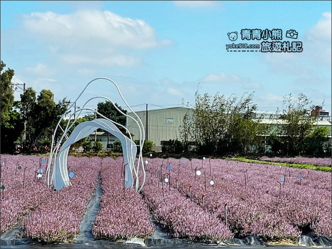 桃園景點》楊梅仙草花節~紫色仙草花田.一起漫步在浪漫的紫色花海中 @青青小熊*旅遊札記 桃園景點》楊梅仙草花節~紫色仙草花田.一起漫步在浪漫的紫色花海中 @青青小熊*旅遊札記