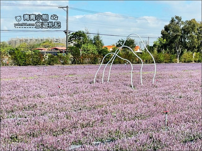 桃園景點》楊梅仙草花節~紫色仙草花田.一起漫步在浪漫的紫色花海中 @青青小熊*旅遊札記 桃園景點》楊梅仙草花節~紫色仙草花田.一起漫步在浪漫的紫色花海中 @青青小熊*旅遊札記