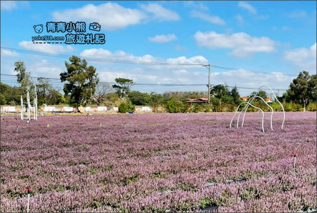 桃園景點》楊梅仙草花節~紫色仙草花田.一起漫步在浪漫的紫色花海中 @青青小熊*旅遊札記 桃園景點》楊梅仙草花節~紫色仙草花田.一起漫步在浪漫的紫色花海中 @青青小熊*旅遊札記
