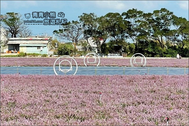 桃園景點》楊梅仙草花節~紫色仙草花田.一起漫步在浪漫的紫色花海中 @青青小熊*旅遊札記 桃園景點》楊梅仙草花節~紫色仙草花田.一起漫步在浪漫的紫色花海中 @青青小熊*旅遊札記