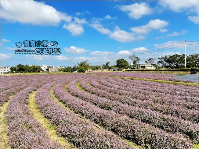 桃園景點》楊梅仙草花節~紫色仙草花田.一起漫步在浪漫的紫色花海中 @青青小熊*旅遊札記 桃園景點》楊梅仙草花節~紫色仙草花田.一起漫步在浪漫的紫色花海中 @青青小熊*旅遊札記