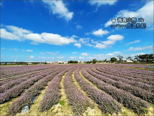 桃園景點》楊梅仙草花節~紫色仙草花田.一起漫步在浪漫的紫色花海中 @青青小熊*旅遊札記 桃園景點》楊梅仙草花節~紫色仙草花田.一起漫步在浪漫的紫色花海中 @青青小熊*旅遊札記