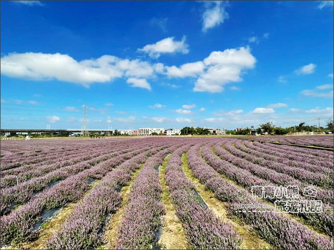 桃園景點》楊梅仙草花節~紫色仙草花田.一起漫步在浪漫的紫色花海中 @青青小熊*旅遊札記 桃園景點》楊梅仙草花節~紫色仙草花田.一起漫步在浪漫的紫色花海中 @青青小熊*旅遊札記
