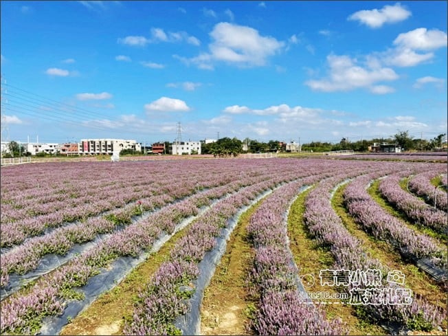 桃園景點》楊梅仙草花節~紫色仙草花田.一起漫步在浪漫的紫色花海中 @青青小熊*旅遊札記 桃園景點》楊梅仙草花節~紫色仙草花田.一起漫步在浪漫的紫色花海中 @青青小熊*旅遊札記