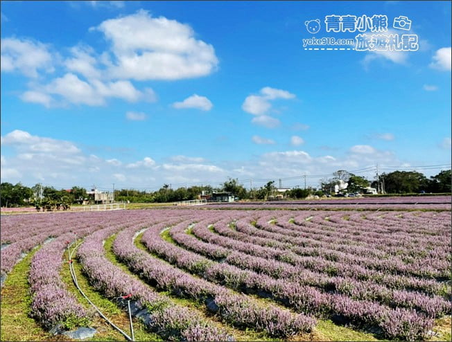 桃園景點》楊梅仙草花節~紫色仙草花田.一起漫步在浪漫的紫色花海中 @青青小熊*旅遊札記 桃園景點》楊梅仙草花節~紫色仙草花田.一起漫步在浪漫的紫色花海中 @青青小熊*旅遊札記