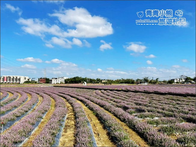 桃園景點》楊梅仙草花節~紫色仙草花田.一起漫步在浪漫的紫色花海中 @青青小熊*旅遊札記 桃園景點》楊梅仙草花節~紫色仙草花田.一起漫步在浪漫的紫色花海中 @青青小熊*旅遊札記