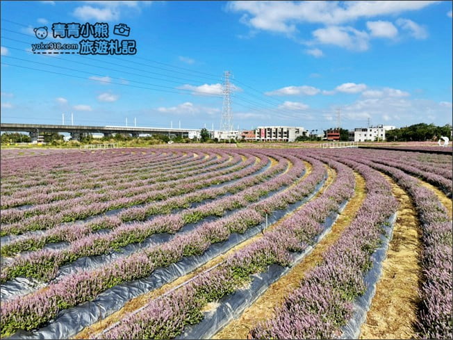 桃園景點》楊梅仙草花節~紫色仙草花田.一起漫步在浪漫的紫色花海中 @青青小熊*旅遊札記 桃園景點》楊梅仙草花節~紫色仙草花田.一起漫步在浪漫的紫色花海中 @青青小熊*旅遊札記