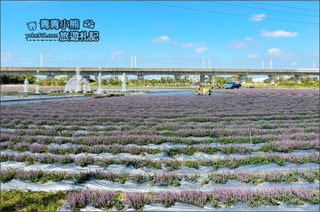桃園景點》楊梅仙草花節~紫色仙草花田.一起漫步在浪漫的紫色花海中 @青青小熊*旅遊札記 桃園景點》楊梅仙草花節~紫色仙草花田.一起漫步在浪漫的紫色花海中 @青青小熊*旅遊札記