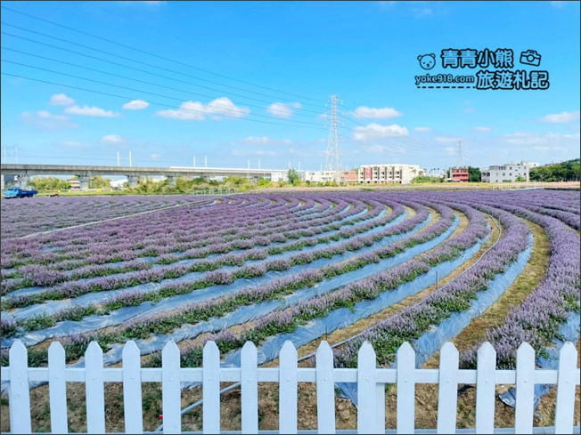 桃園景點》楊梅仙草花節~紫色仙草花田.一起漫步在浪漫的紫色花海中 @青青小熊*旅遊札記 桃園景點》楊梅仙草花節~紫色仙草花田.一起漫步在浪漫的紫色花海中 @青青小熊*旅遊札記