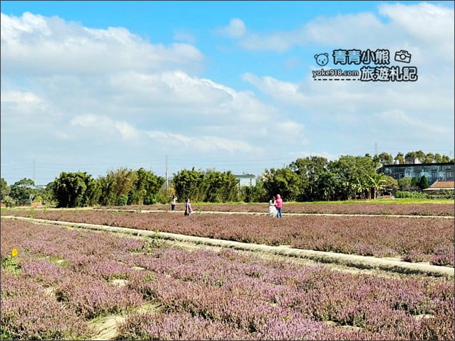 桃園景點》楊梅仙草花節~紫色仙草花田.一起漫步在浪漫的紫色花海中 @青青小熊*旅遊札記 桃園景點》楊梅仙草花節~紫色仙草花田.一起漫步在浪漫的紫色花海中 @青青小熊*旅遊札記