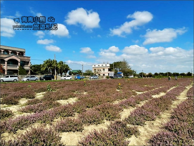 桃園景點》楊梅仙草花節~紫色仙草花田.一起漫步在浪漫的紫色花海中 @青青小熊*旅遊札記 桃園景點》楊梅仙草花節~紫色仙草花田.一起漫步在浪漫的紫色花海中 @青青小熊*旅遊札記