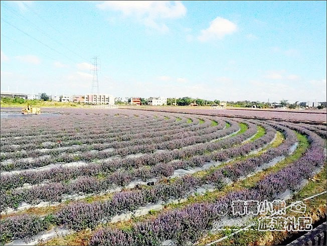桃園景點》楊梅仙草花節~紫色仙草花田.一起漫步在浪漫的紫色花海中 @青青小熊*旅遊札記 桃園景點》楊梅仙草花節~紫色仙草花田.一起漫步在浪漫的紫色花海中 @青青小熊*旅遊札記