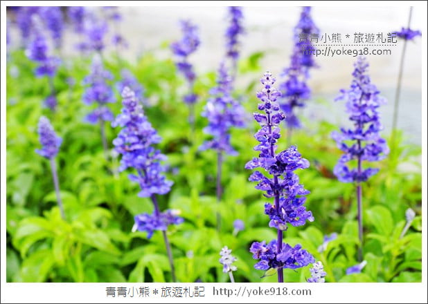 宜蘭景點》礁溪龍潭湖畔悠活園區.白色貨櫃打造的最夯打卡點 @青青小熊*旅遊札記 宜蘭景點》礁溪龍潭湖畔悠活園區.白色貨櫃打造的最夯打卡點 @青青小熊*旅遊札記