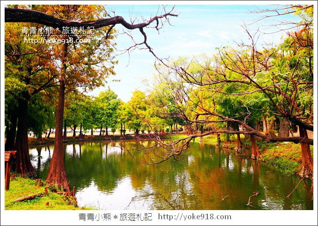 台南景點》巴克禮公園．台南市區秋冬最美的落羽松公園 @青青小熊＊旅遊札記