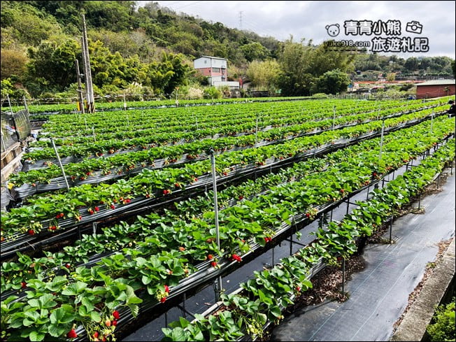 苗栗景點》幸福菓子高架草莓園.大湖草莓園推薦~高架草莓這裡採 @青青小熊*旅遊札記 苗栗景點》幸福菓子高架草莓園.大湖草莓園推薦~高架草莓這裡採 @青青小熊*旅遊札記