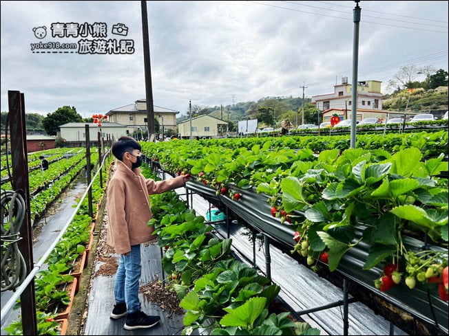 苗栗景點》幸福菓子高架草莓園.大湖草莓園推薦~高架草莓這裡採 @青青小熊*旅遊札記 苗栗景點》幸福菓子高架草莓園.大湖草莓園推薦~高架草莓這裡採 @青青小熊*旅遊札記
