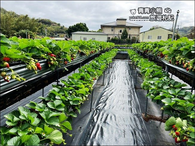 苗栗景點》幸福菓子高架草莓園．大湖草莓園推薦~高架草莓這裡採 @青青小熊＊旅遊札記