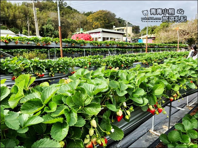 苗栗景點》幸福菓子高架草莓園.大湖草莓園推薦~高架草莓這裡採 @青青小熊*旅遊札記 苗栗景點》幸福菓子高架草莓園.大湖草莓園推薦~高架草莓這裡採 @青青小熊*旅遊札記
