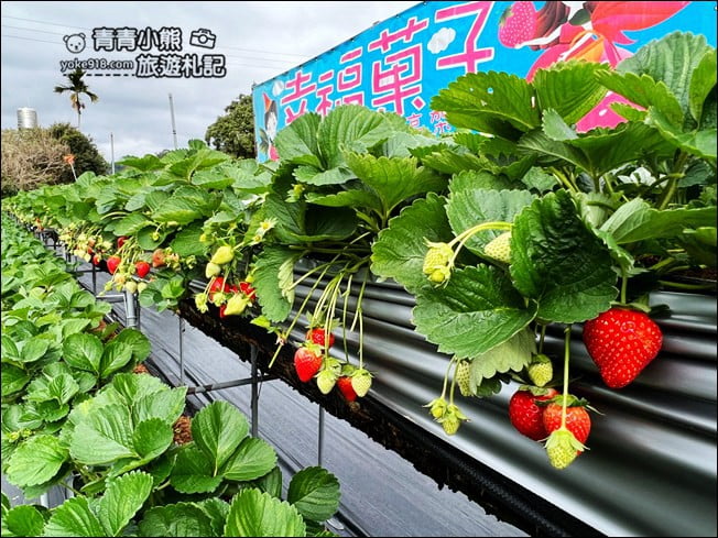 苗栗景點》幸福菓子高架草莓園．大湖草莓園推薦~高架草莓這裡採 @青青小熊＊旅遊札記