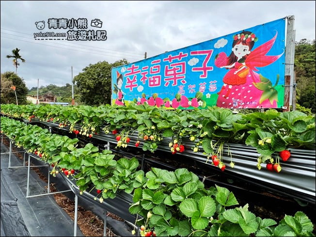 苗栗景點》幸福菓子高架草莓園.大湖草莓園推薦~高架草莓這裡採 @青青小熊*旅遊札記 苗栗景點》幸福菓子高架草莓園.大湖草莓園推薦~高架草莓這裡採 @青青小熊*旅遊札記