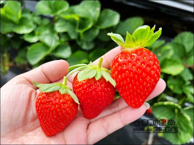 苗栗景點》幸福菓子高架草莓園.大湖草莓園推薦~高架草莓這裡採 @青青小熊*旅遊札記 苗栗景點》幸福菓子高架草莓園.大湖草莓園推薦~高架草莓這裡採 @青青小熊*旅遊札記