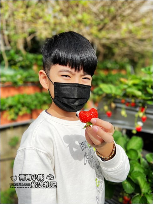苗栗景點》幸福菓子高架草莓園．大湖草莓園推薦~高架草莓這裡採 @青青小熊＊旅遊札記