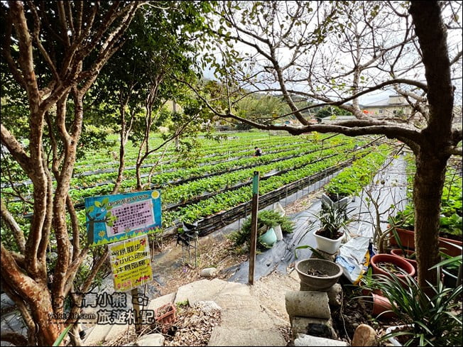苗栗景點》幸福菓子高架草莓園.大湖草莓園推薦~高架草莓這裡採 @青青小熊*旅遊札記 苗栗景點》幸福菓子高架草莓園.大湖草莓園推薦~高架草莓這裡採 @青青小熊*旅遊札記