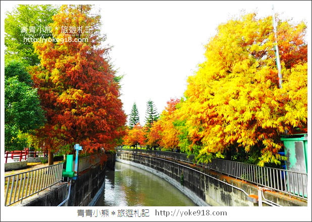 雲林景點》農田水利文物陳列館落羽松．火紅落羽松等你賞(預計12月底是最佳觀賞期) @青青小熊＊旅遊札記