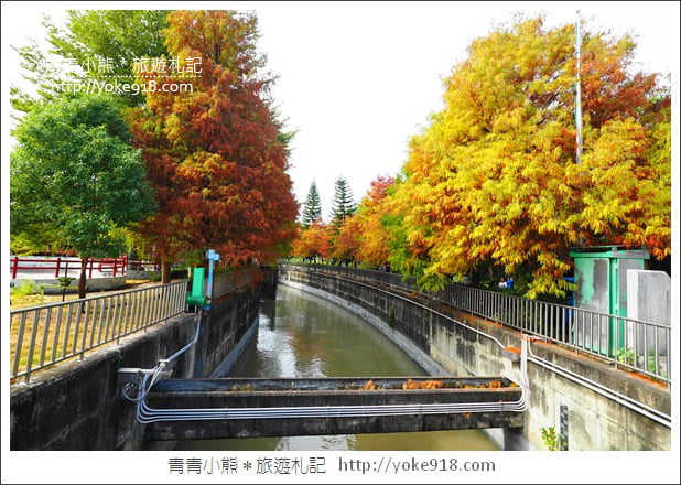 雲林景點》農田水利文物陳列館落羽松．火紅落羽松等你賞(預計12月底是最佳觀賞期) @青青小熊＊旅遊札記