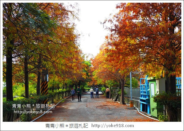 雲林景點》農田水利文物陳列館落羽松．火紅落羽松等你賞(預計12月底是最佳觀賞期) @青青小熊＊旅遊札記
