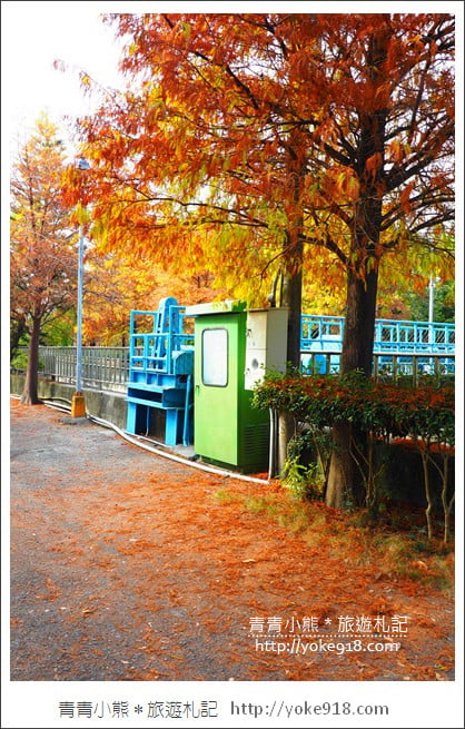 雲林景點》農田水利文物陳列館落羽松．火紅落羽松等你賞(預計12月底是最佳觀賞期) @青青小熊＊旅遊札記