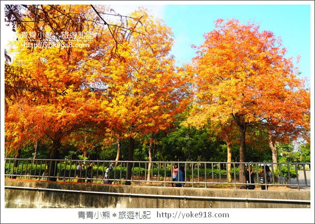雲林景點》農田水利文物陳列館落羽松．火紅落羽松等你賞(預計12月底是最佳觀賞期) @青青小熊＊旅遊札記