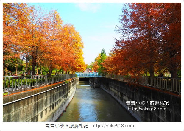 雲林景點》農田水利文物陳列館落羽松．火紅落羽松等你賞(預計12月底是最佳觀賞期) @青青小熊＊旅遊札記