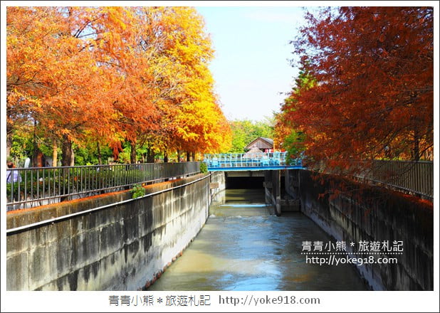 雲林景點》農田水利文物陳列館落羽松．火紅落羽松等你賞(預計12月底是最佳觀賞期) @青青小熊＊旅遊札記