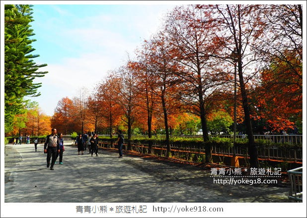 雲林景點》農田水利文物陳列館落羽松．火紅落羽松等你賞(預計12月底是最佳觀賞期) @青青小熊＊旅遊札記