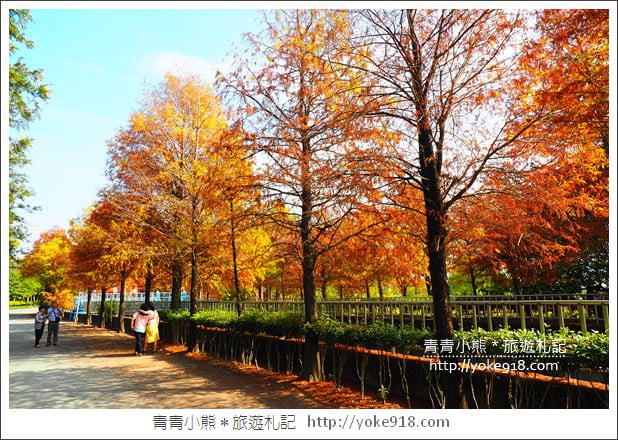 雲林景點》農田水利文物陳列館落羽松．火紅落羽松等你賞(預計12月底是最佳觀賞期) @青青小熊＊旅遊札記