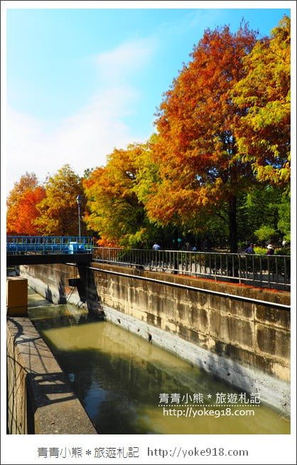 雲林景點》農田水利文物陳列館落羽松．火紅落羽松等你賞(預計12月底是最佳觀賞期) @青青小熊＊旅遊札記