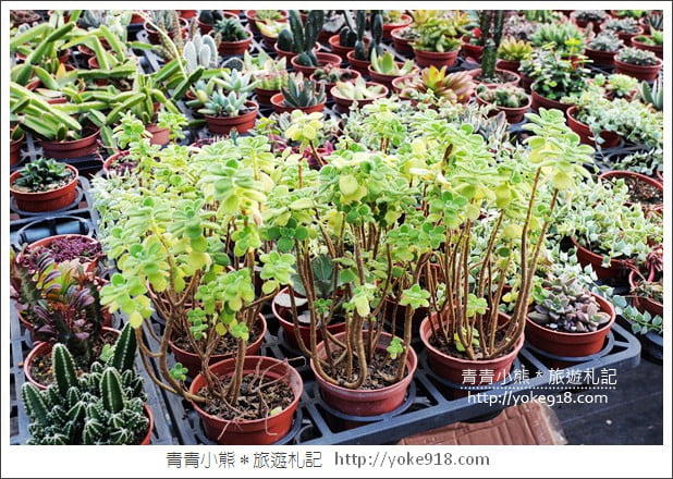 南投埔里景點》多肉秘境.小熊泡泡屋 大星球~多肉植物的夢幻園地 @青青小熊*旅遊札記 南投埔里景點》多肉秘境.小熊泡泡屋 大星球~多肉植物的夢幻園地 @青青小熊*旅遊札記