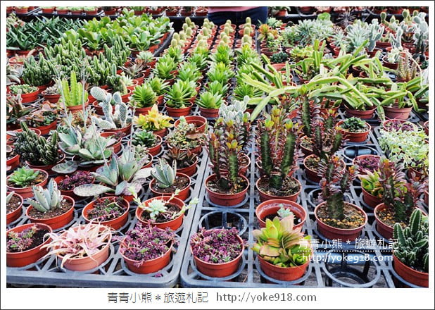 南投埔里景點》多肉秘境.小熊泡泡屋 大星球~多肉植物的夢幻園地 @青青小熊*旅遊札記 南投埔里景點》多肉秘境.小熊泡泡屋 大星球~多肉植物的夢幻園地 @青青小熊*旅遊札記