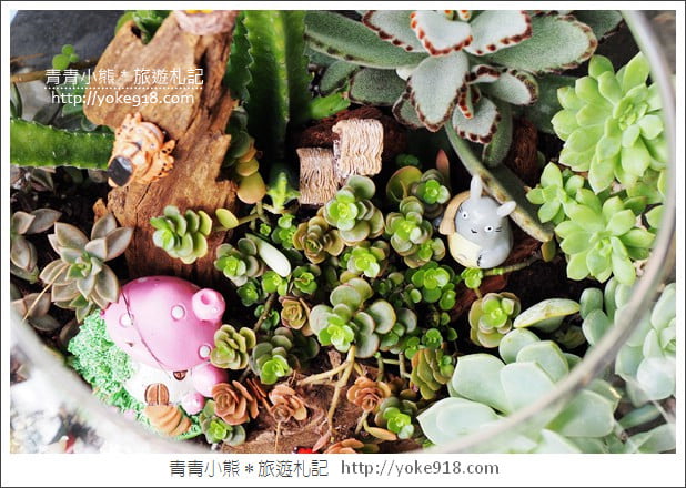 南投埔里景點》多肉秘境．小熊泡泡屋 大星球~多肉植物的夢幻園地 @青青小熊＊旅遊札記