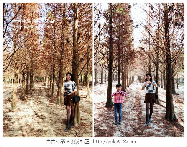 嘉義景點》中埔落羽松森林.彷彿置身在北國風景裡~一起漫步落羽松林 @青青小熊*旅遊札記 嘉義景點》中埔落羽松森林.彷彿置身在北國風景裡~一起漫步落羽松林 @青青小熊*旅遊札記