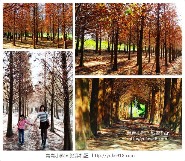 嘉義景點》中埔落羽松森林.彷彿置身在北國風景裡~一起漫步落羽松林 @青青小熊*旅遊札記 嘉義景點》中埔落羽松森林.彷彿置身在北國風景裡~一起漫步落羽松林 @青青小熊*旅遊札記
