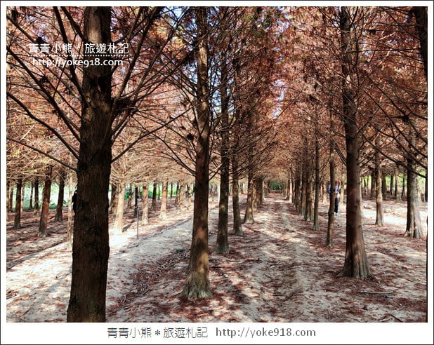 嘉義景點》中埔落羽松森林.彷彿置身在北國風景裡~一起漫步落羽松林 @青青小熊*旅遊札記 嘉義景點》中埔落羽松森林.彷彿置身在北國風景裡~一起漫步落羽松林 @青青小熊*旅遊札記
