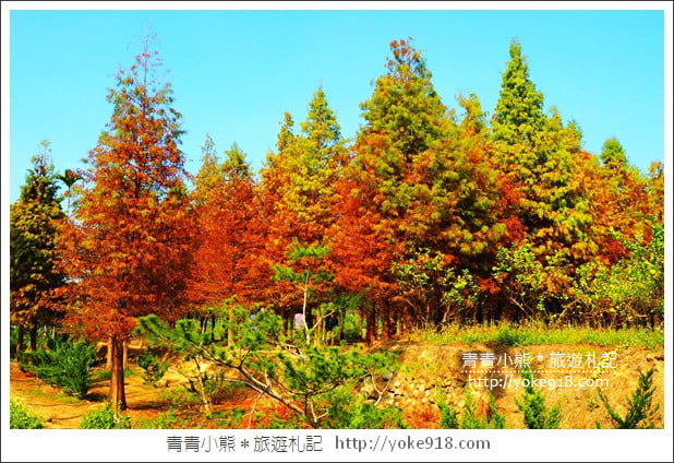 嘉義景點》中埔落羽松森林.彷彿置身在北國風景裡~一起漫步落羽松林 @青青小熊*旅遊札記 嘉義景點》中埔落羽松森林.彷彿置身在北國風景裡~一起漫步落羽松林 @青青小熊*旅遊札記