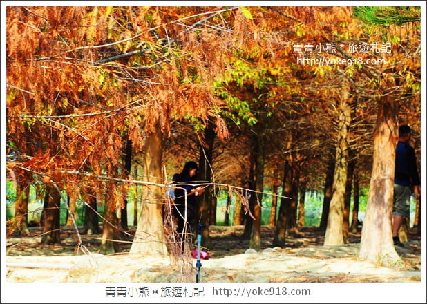 嘉義景點》中埔落羽松森林.彷彿置身在北國風景裡~一起漫步落羽松林 @青青小熊*旅遊札記 嘉義景點》中埔落羽松森林.彷彿置身在北國風景裡~一起漫步落羽松林 @青青小熊*旅遊札記