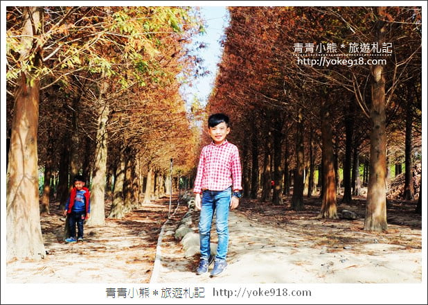 嘉義景點》中埔落羽松森林.彷彿置身在北國風景裡~一起漫步落羽松林 @青青小熊*旅遊札記 嘉義景點》中埔落羽松森林.彷彿置身在北國風景裡~一起漫步落羽松林 @青青小熊*旅遊札記