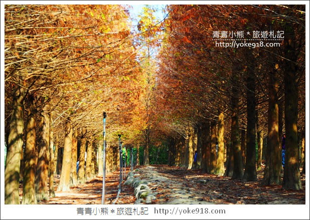 嘉義景點》中埔落羽松森林.彷彿置身在北國風景裡~一起漫步落羽松林 @青青小熊*旅遊札記 嘉義景點》中埔落羽松森林.彷彿置身在北國風景裡~一起漫步落羽松林 @青青小熊*旅遊札記