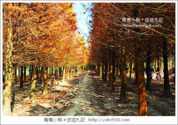 嘉義景點》中埔落羽松森林．彷彿置身在北國風景裡~一起漫步落羽松林 @青青小熊＊旅遊札記